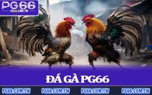 Đá Gà PG66