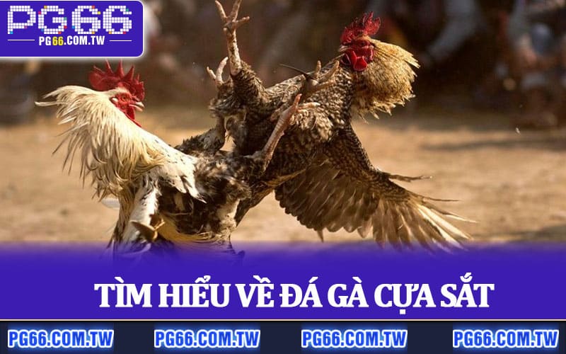 Tìm hiểu về Đá Gà Cựa Sắt